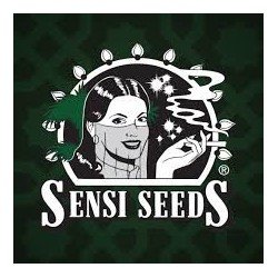 Super Skunk Feminizada Sensi Seeds