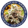 Afghan Skunk Feminizada