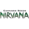 White Rhino Feminizada Nirvana