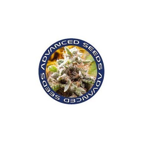 Kaya 47 Feminizada Advance Seeds