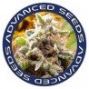 Somango Widow Feminizada Advance Seeds